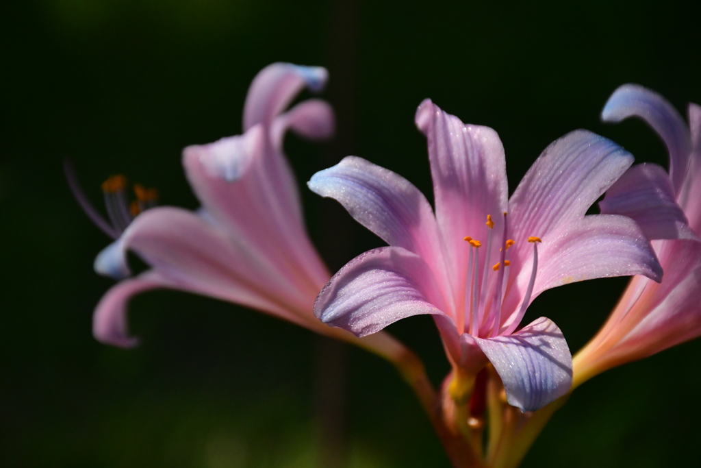 花模様。