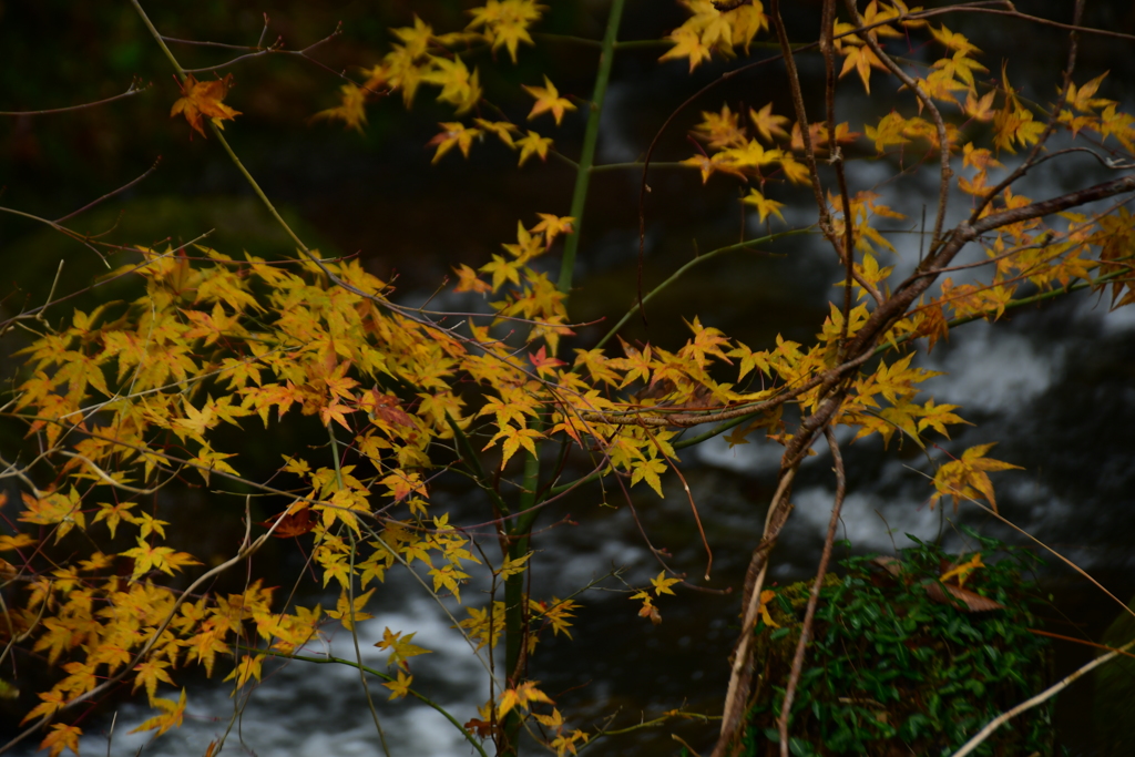 渓流に紅葉。