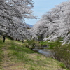 桜の下で。