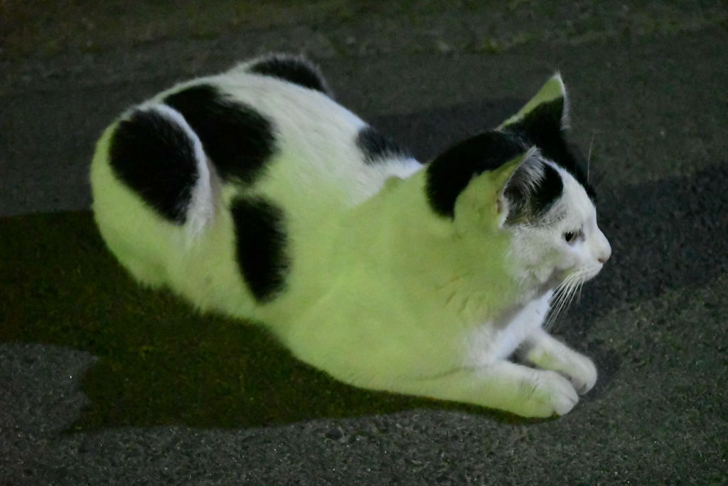 家に来るかい？