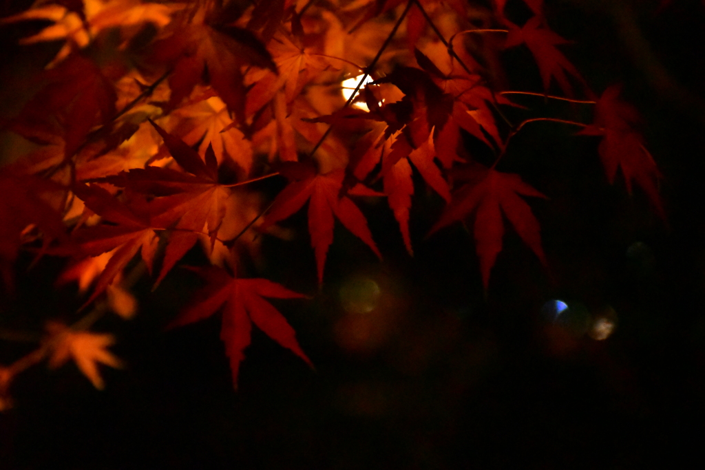 月夜に紅葉。