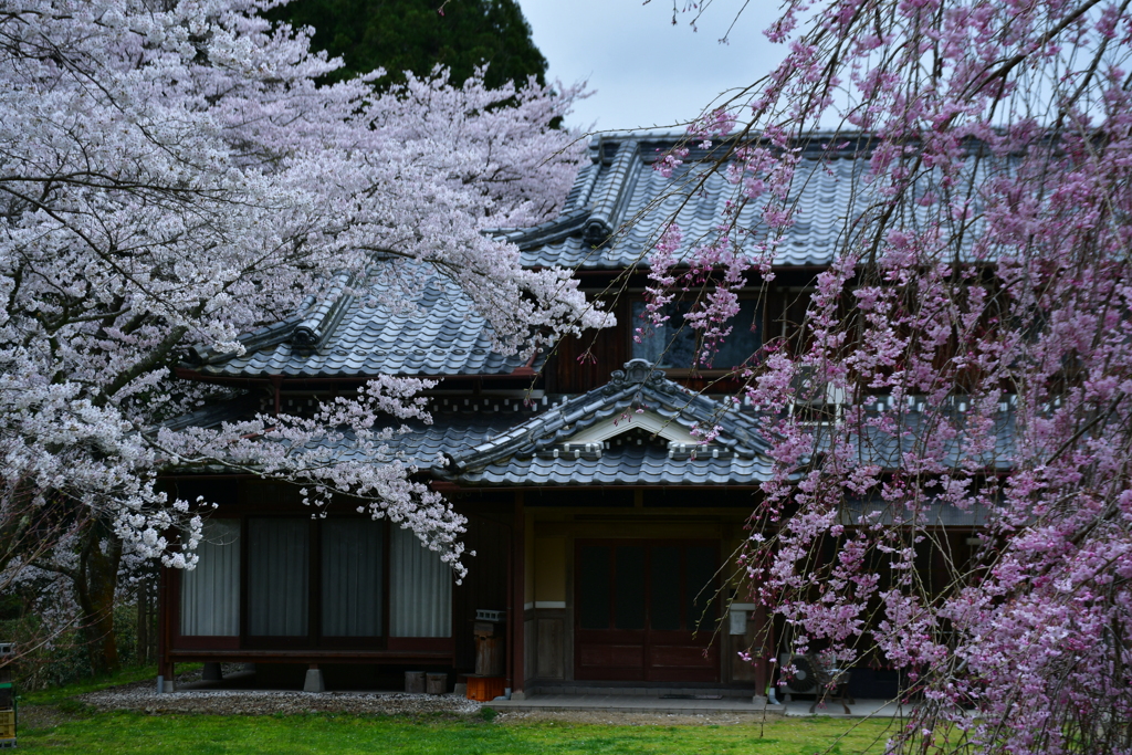 桜屋敷。