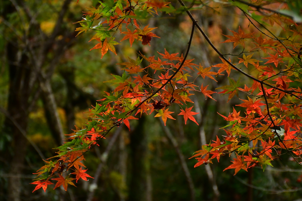 紅葉の趣。