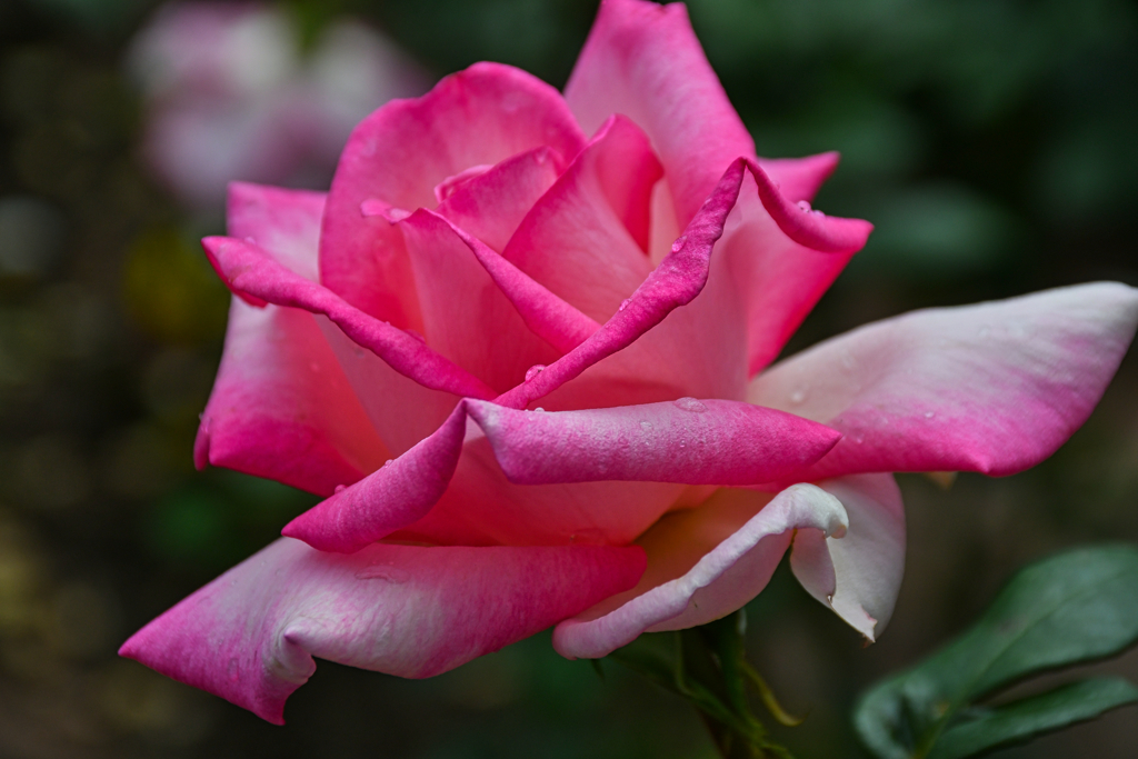 薔薇。