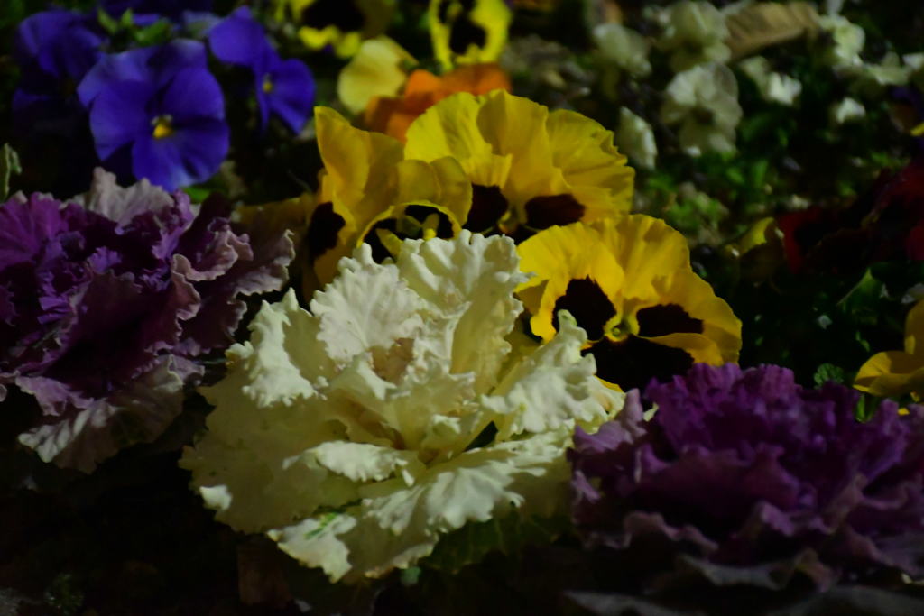 夜の花壇。