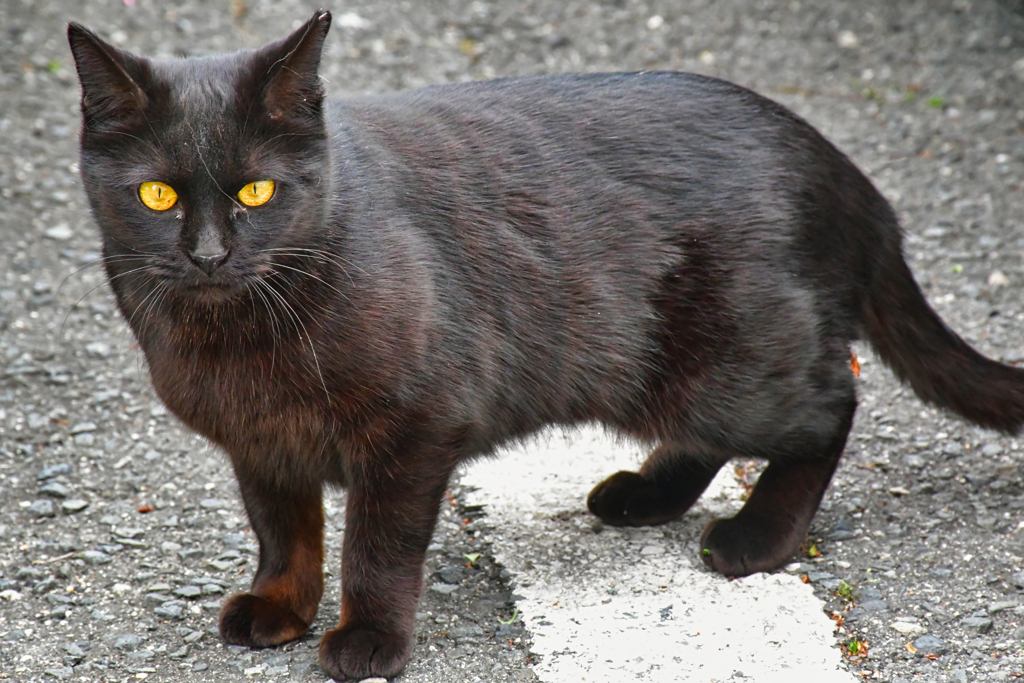 Schwarze Katze.