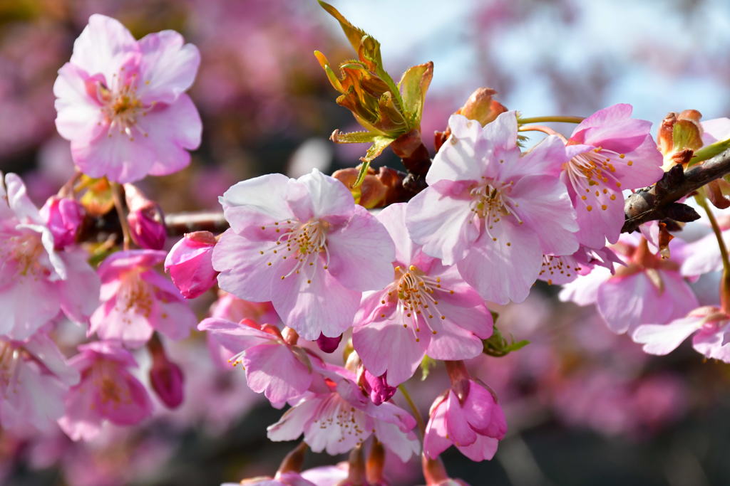 桜薫る春。