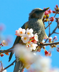 鳥さん