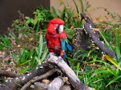 綺麗な鳥