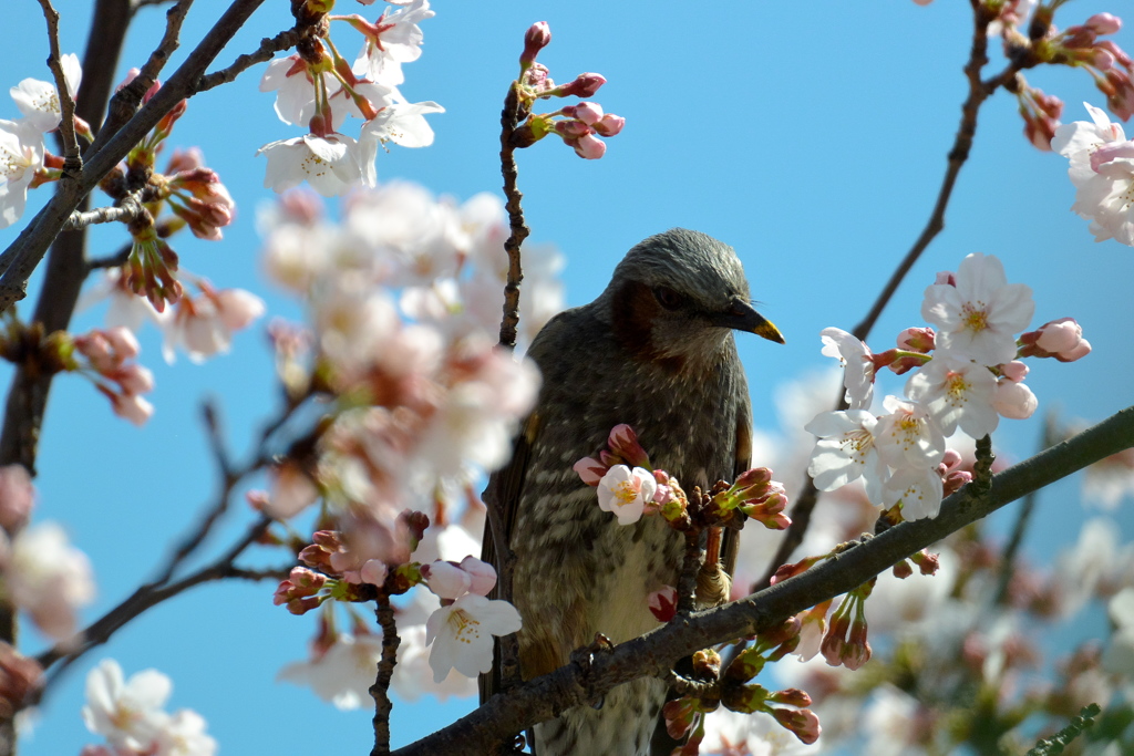 桜と鳥さん