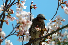 桜と鳥さん