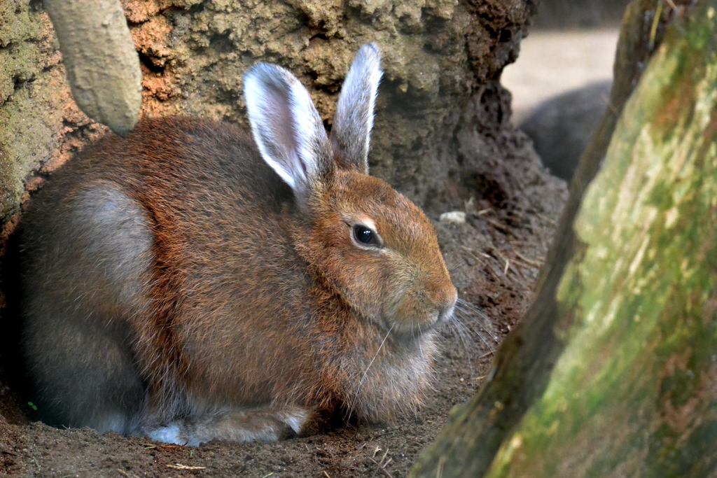 トウホクノウサギ By たぬきぽんぽん Id 写真共有サイト Photohito