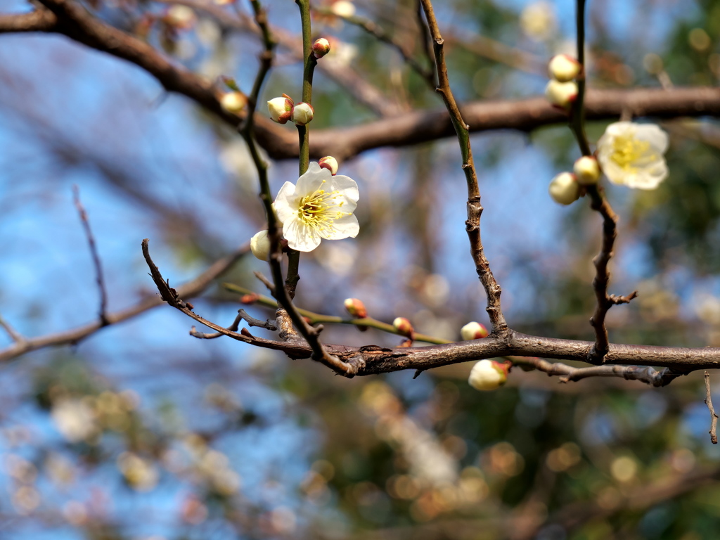 お花