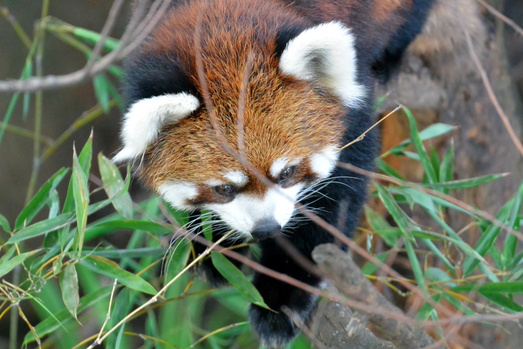 上野動物園の「アンアン」