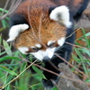 上野動物園の「アンアン」