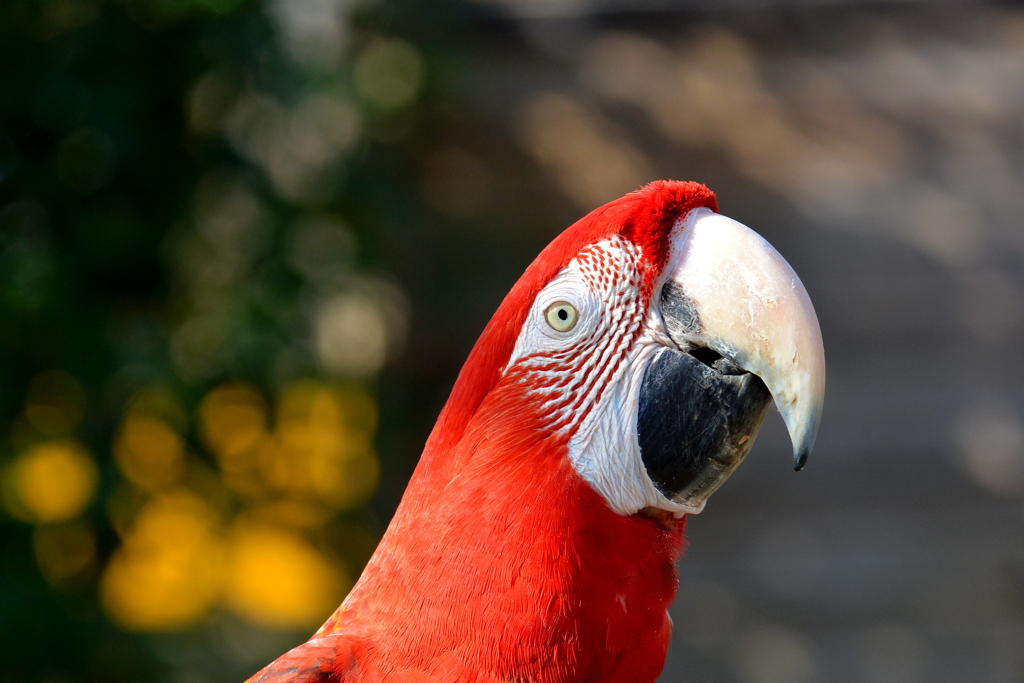 ベニコンゴウインコ