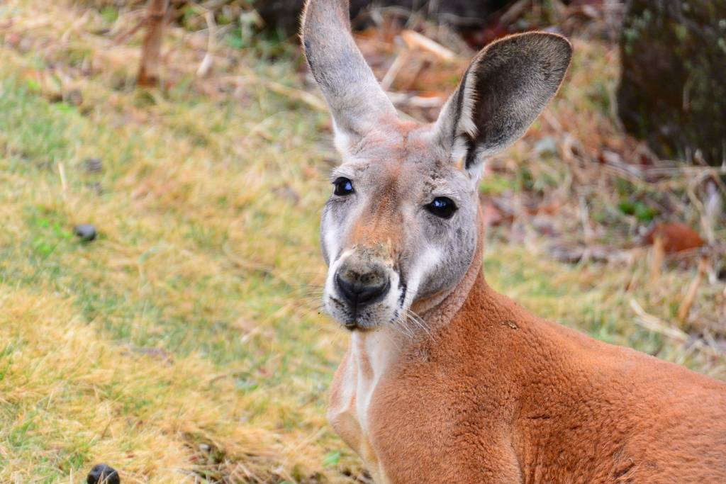 カンガルー