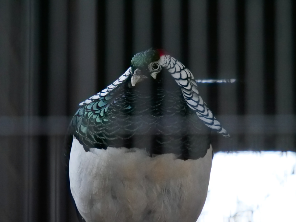 ギンケイ