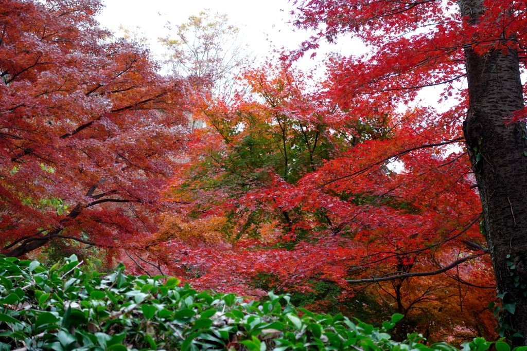 紅葉2