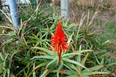 アロエの花
