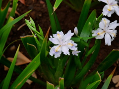 胡蝶花