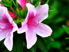 花1