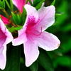 花1