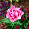 花3