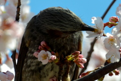 蜜を狙って