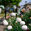 花籠2
