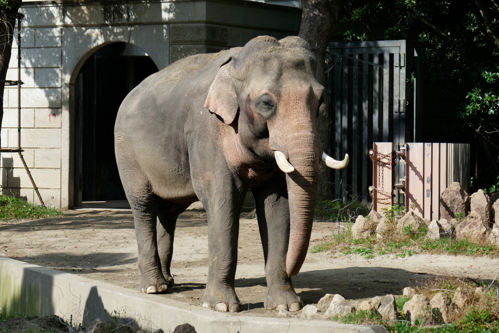 アジアゾウ　シュリー