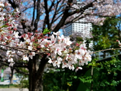 散り始め