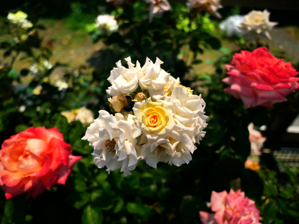 白薔薇？