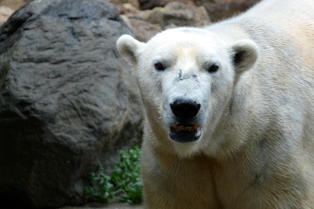 ホッキョクグマのジャンブイ