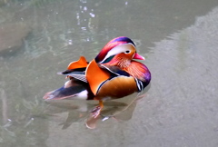 綺麗な鳥
