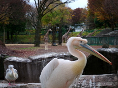 ペリカン