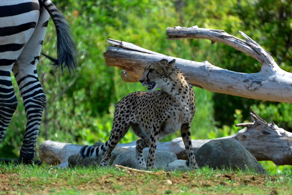 チーターの「サハラ」