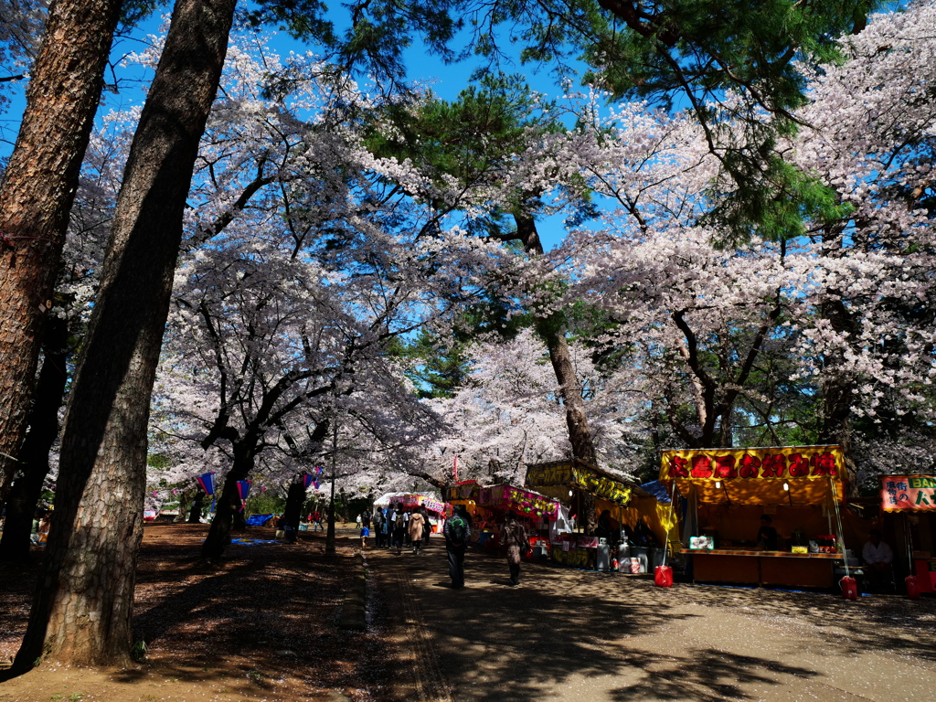 桜