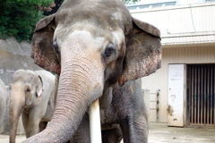 インドゾウの「ボン」