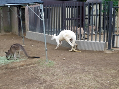 白いカンガルー