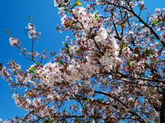 今年は頑張る