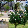 花籠