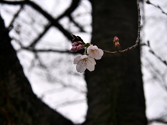 咲いた