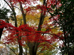 紅葉