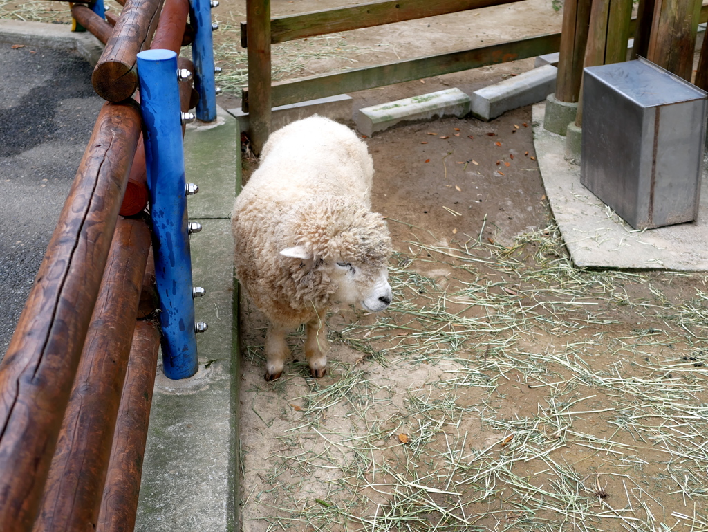 もこもこ