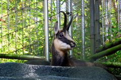 シャモア