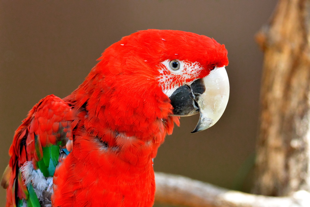ベニコンゴウインコ