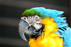 ルリコンゴウインコ