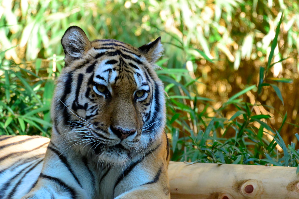 多摩動物公園のシズカ