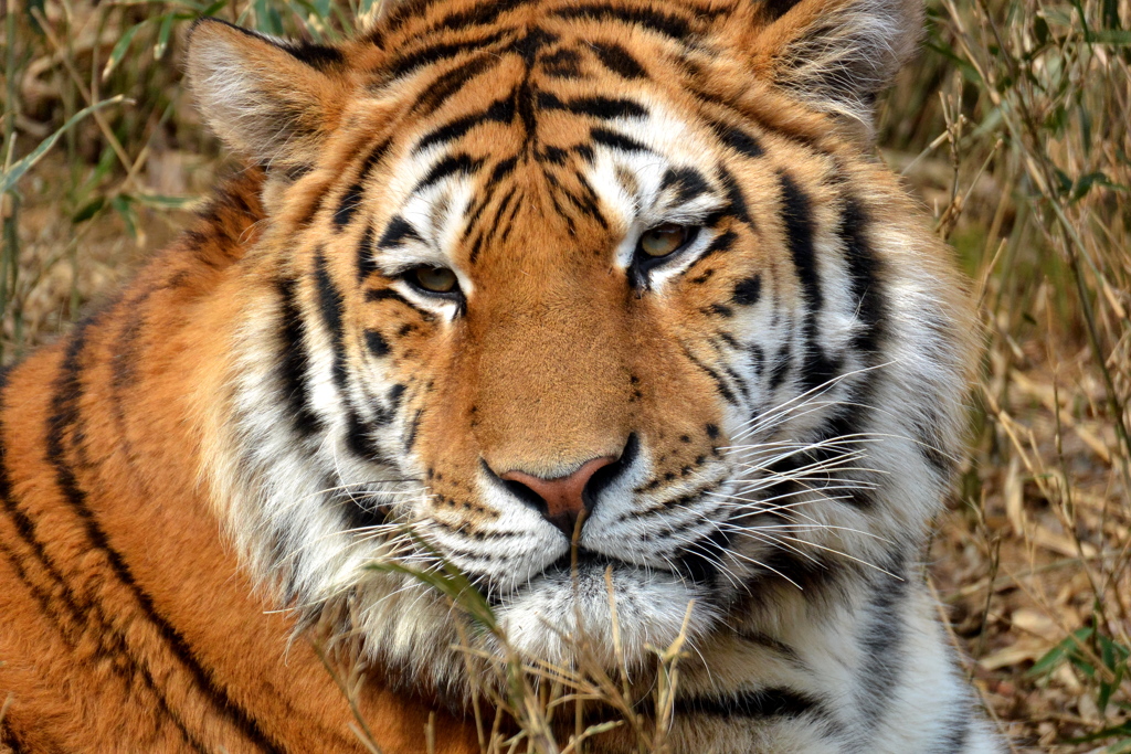 多摩動物公園のアルチョム